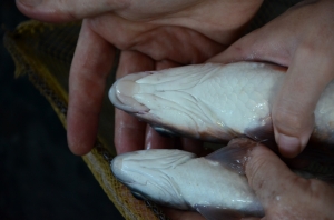 Demonstrating the difference between the morphotype currently classified as Tor tambroides (top) and the morphotype currently classified as Tor tambra (bottom).