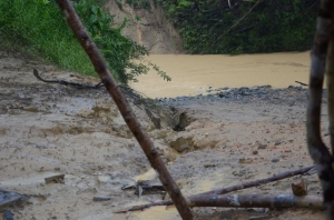 Sediment washing into the river Tembat from logging roads and deforested areas.