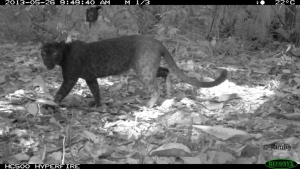 black-panthers-dark-color-provides-them-with-camouflage-in-the-jungle-photograph-rimba