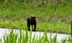 every-so-often-black-panthers-emerge-from-malaysias-jungles-photograph-rimba